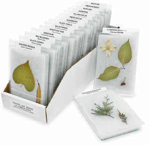 Leaves and Seeds of Common Trees Identification Mounts Series