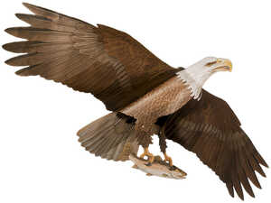 Jackite Bald Eagle Predator Kite
