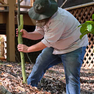 Biodegradable Spiral Tree Guards, 24