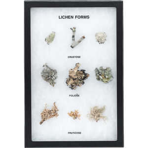 Lichen Forms Riker Mount
