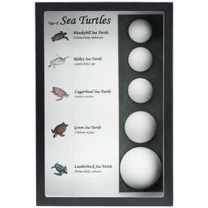 Sea Turtle Eggs (Replica)  Riker Mount