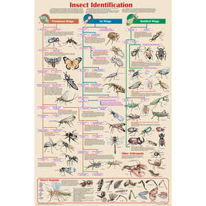 Insect Identification Educational Classroom Poster