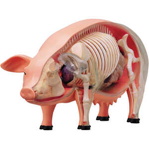 4D Vision Pig Anatomy Model