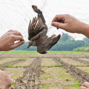 Bird-X Mist Net, 7´ x 20´ - 140 Sq. Ft.