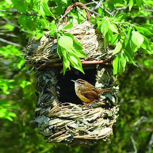 Acorn Hanging Roosting House