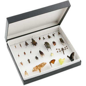 Standard Insect Box