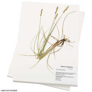 100% Rag Herbarium Mounting Paper