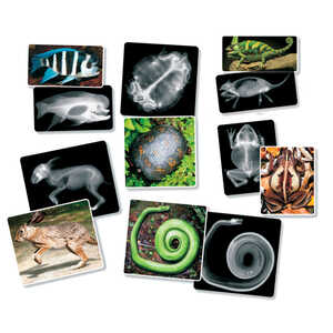 Roylco Animal X-Rays