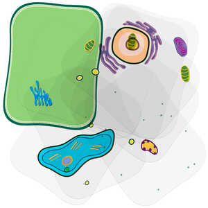 Roylco Plant Cell Builder