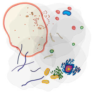 Roylco Animal Cell Builder