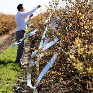 Bird Repeller Ribbon, 2” x 100’ Roll