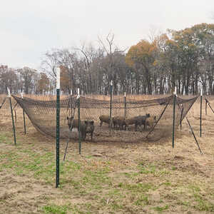 Boar Blanket Trap System