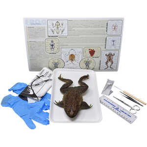 Advanced Bullfrog Anatomy Kit with Dissection Tools