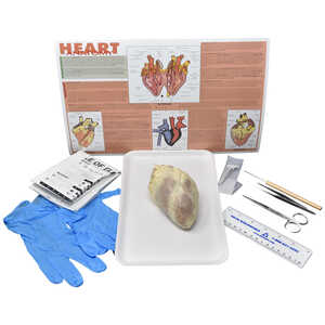 Mammalian Heart Specimen Kit with Dissection Tools