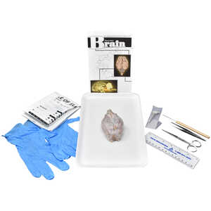 Mammalian Brain Specimen Kit with Dissection Tools