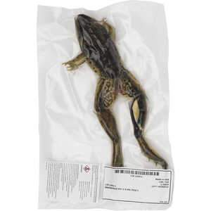 Grass Frog Dissection Specimen, 4-5˝, Plain, Bucket of 50