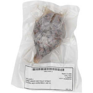 Sheep Brain Dissection Specimen, Full Extraction