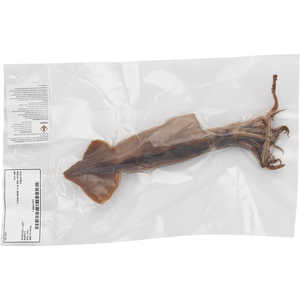 Squid Dissection Specimens, 8-11˝, Pack of 10