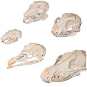 Predators and Prey Skull Comparison Kit