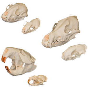 Dietary Variation Skull Comparison Kit
