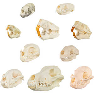 North American Furbearers Skull Comparison Kit