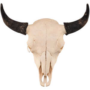 Natural Bone Skull, American Bison
