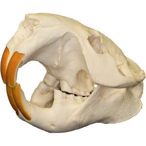 Natural Bone Skull, Beaver