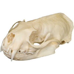 Natural Bone Skull, Mink