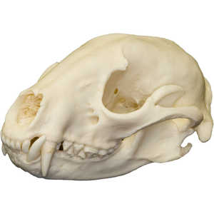 Natural Bone Skull, Raccoon