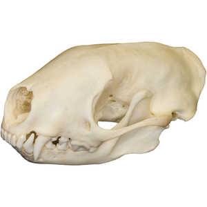 Natural Bone Skull, Striped Skunk