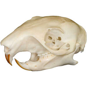 Natural Bone Skull, Tree Squirrel