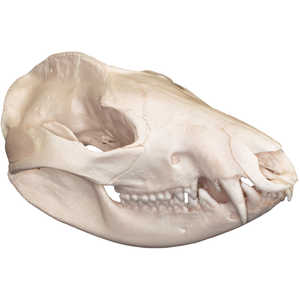 Natural Bone Skull, Opossum