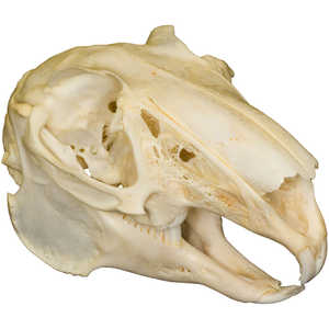 Natural Bone Skull, Rabbit