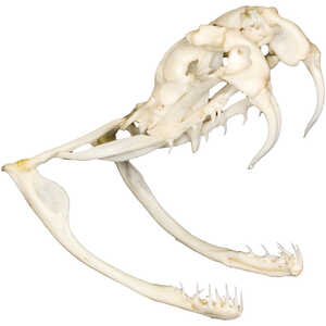 Natural Bone Skull, Small Western Diamondback Rattlesnake