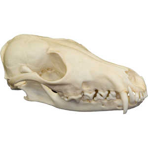Natural Bone Skull, Red Fox