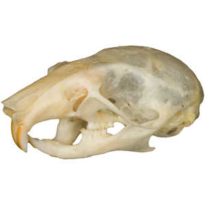 Natural Bone Skull, Mouse