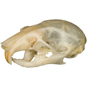 Natural Bone Skull, Mouse