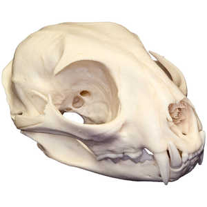 Natural Bone Skull, Bobcat