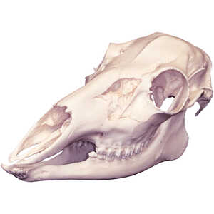 Replica Skull, Whitetail Doe