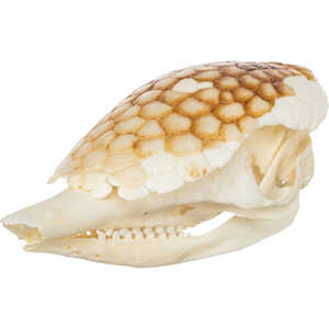 Natural Bone Skull, Nine-Banded Armadillo