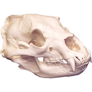 Replica Skull, Black Bear