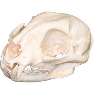 Replica Skull, Bobcat