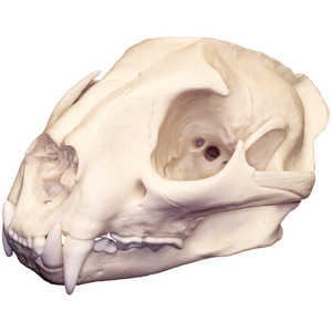 Replica Skull, Mountain Lion