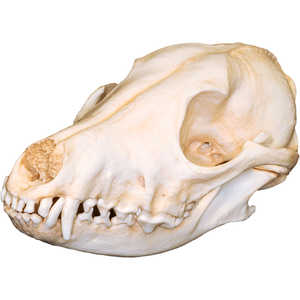 Natural Bone Skull, Coyote