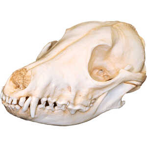 Replica Skull, Coyote