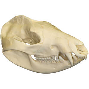 Replica Skull, Opossum
