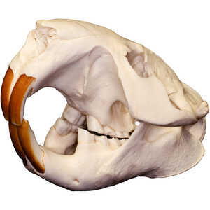 Replica Skull, Beaver