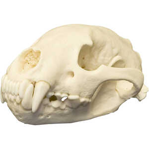 Natural Bone Skull, Wolverine