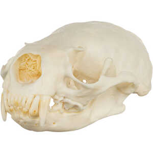 Natural Bone Skull, American River Otter