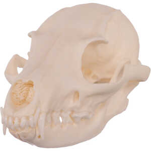 Natural Bone Skull, Gray Fox